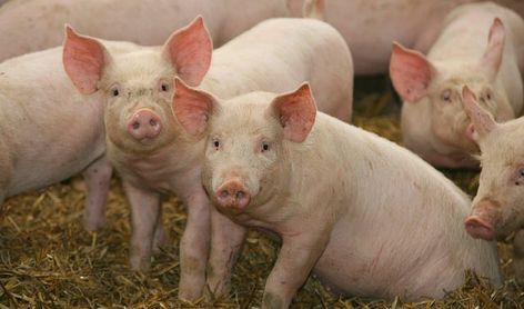 WASHINGTON -- As of March 1, there were 74.3 million hogs and pigs on U.S. farms, up 2 percent from March 2018, but down slightly... Ranch Living, Pig Wallpaper, Farm Sanctuary, Farm Projects, Pig Farming, Baby Pigs, This Little Piggy, Australian Animals, Animal Facts