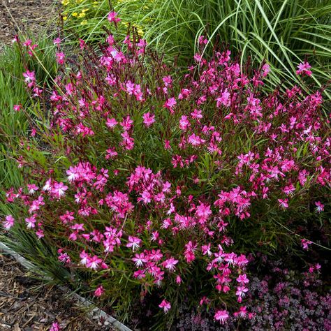 Pink Gaura, Perovskia Blue Spire, Blooming Perennials, Magical Wand, Sea Garden, Florida Garden, Perennial Flowers, Texas Gardening, Perennial Border