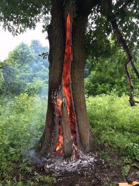 roble, le cae un rayo Springdale Arkansas, Fire Photography, Fire Inside, Australian Native Plants, Old Trees, Forest Fire, Lightning Strikes, Garden Trees, Funny Animal Memes