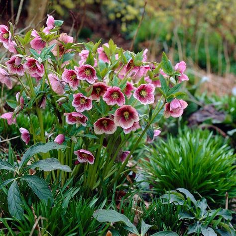 Helleborus Orientalis, Eco Garden, Bedding Inspiration, Winter Magic, Spring Garden, Cottage Garden, Garden Plants, Perennials, Garden Ideas