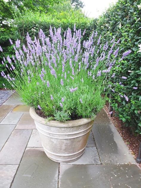 I have a large round urn for Lavender this year!  Can't wait to have it on hand. Potted Lavender, Low Water Plants, Patio Plants, Garden Containers, Garden Cottage, Container Plants, Garden Center, Dream Garden, Walkway