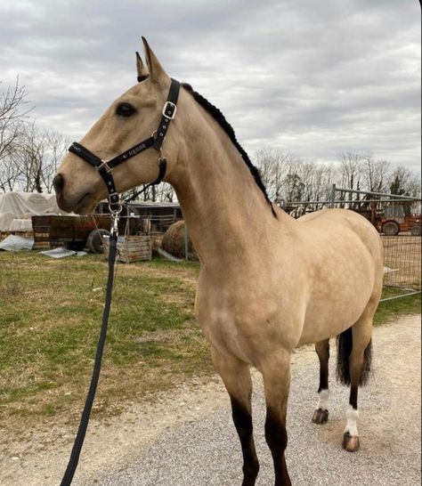 Horse Buckskin, Buckskin Horses, Buckskin Horse, Horse Games, All About Horses, Equestrian Life, All About Animals, Horse Life, Horse Coloring