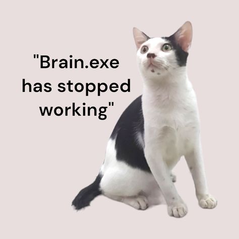 Exe Has Stopped Working, Stop Working, Cat Memes, Brain, Memes