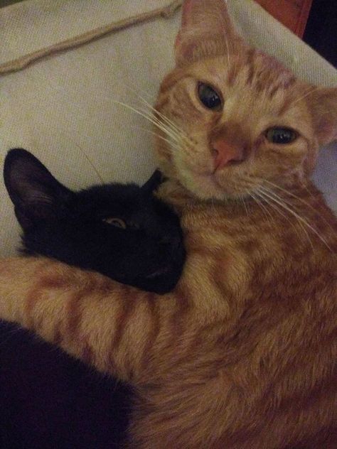 Black And Orange Cat Duo, Black And Orange Cat, Cat Duo, Wallpaper Gatos, Black Cat Aesthetic, Cat Couple, Cat Cuddle, 2 Cats, Silly Cats Pictures