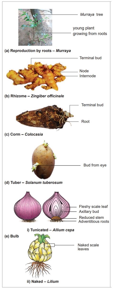 Vegetative Propagation Plants, Vegetable Propagation, Learning Biology, Reproduction In Plants, Plant Carrots, Propagation Plants, Plants Names, Vegetative Reproduction, Plant Lessons