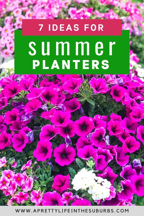 Flowers For Planters Porches, Summer Outdoor Planter Ideas, Flower Potting Ideas Outdoor, Flowers Containers Ideas Planters, Petunia Flower Pot Ideas, Pots Of Flowers Outdoor, Flowering Pots Ideas Outdoor, Good Flowers For Pots, Flower Pots Arrangements Outdoor