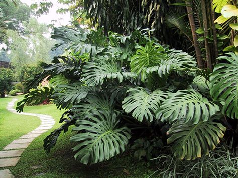 openhouse-magazine-my-favourite-plant-monstera-deliciosa 4 Balinese Garden, Tropical Garden Design, Philodendron Monstera, Cheese Plant, Big Leaves, Monstera Plant, Monstera Deliciosa, Tropical Landscaping, Lush Garden