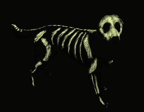 Glow in the dark paint + dog Weiner Dog Puppies, Best Dog Halloween Costumes, Skeleton Dog, Vintage Halloween Images, Dog Skeleton, Dark Paint, Weenie Dogs, Dog Halloween Costumes, Dogs For Sale