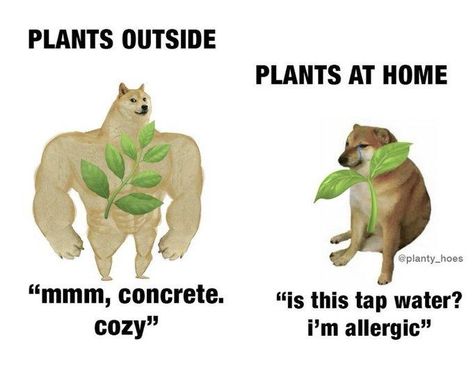 This killed me | Swole Doge vs. Cheems | Know Your Meme Plant Jokes, Phineas E Ferb, Outside Plants, Memes Of The Day, Memes Humor, Plant Mom, Funny Laugh, Dankest Memes, Tao