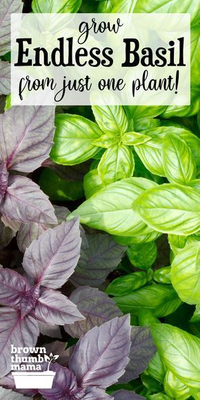 Grow an Endless Supply of Basil From One Plant | Basil plant, Plants, Container gardening vegetables How To Cut Basil From Plant, How To Grow Basil, Growing Basil Outdoors, Basil Growing, Grow From Cuttings, Growing Basil Indoors, Basil Garden, Grow Basil, Beginners Gardening