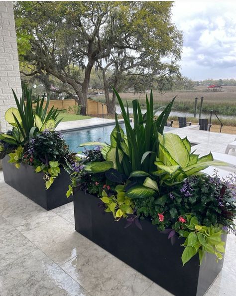 Plants For Planter Boxes Front Porches, Planter Boxes Around Pool, Long Planter Ideas Outdoor, Pool Deck Planters, Rectangular Planter Ideas, House Entrance Plants, Patio Pots Ideas Planters, Deck Planter Ideas, Potted Plants Around Pool