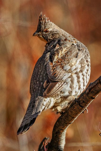 Red Grouse, Grouse Hunting, Ruffed Grouse, Upland Bird Hunting, Gamebirds, Upland Hunting, Coyote Hunting, Deer Hunting Blinds, Quails