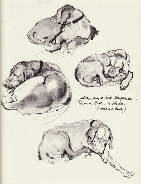 Let sleeping dogs lie Dog Lying Down Drawing, Dog Lying Down, Sleeping Dog Tattoo, Dog Laying Down, Dog Laying Down Drawing, Dog Sleeping Illustration, Dog Sleeping Drawing, Dog Lying On Back, Kai Tattoo