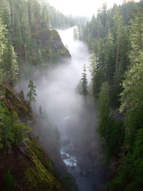 Forest Washington, Olympic National Forest, Inspo Pics, Have Inspiration, Camping Ideas, Pretty Places, National Forest, Nature Beauty, Wyoming