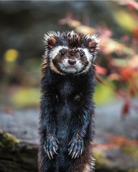 Let's here your captions! The Marbled Polecat is a small mammal belonging to the mustelid family, which also includes otters, weasels, and ferrets. When threatened, it can emit a strong-smelling musk, similar to other members of the mustelid family. This musk serves as a deterrent to predators and can be sprayed up to a distance of several meters. Marbled Polecat, Otters, Mammals, Marble, Let It Be, Drawings, Wood, Animals, Quick Saves