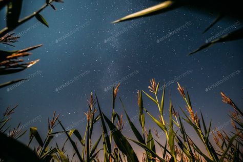 Bottom View Of Night Starry Sky With Milky Way From Green Maize By Grigory_bruev’s photos #Ad , #Affiliate, #Night, #Starry, #Bottom, #View Night Starry Sky, Corn Field, Night Stars, August Month, Milky Way Galaxy, Rural Landscape, Maize, Stars At Night, Mountain Lake