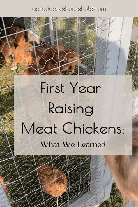 Raising Meat Chickens, Joel Salatin, Baby Chicks Raising, Best Egg Laying Chickens, Meat Birds, Raising Chicks, Egg Laying Chickens, Raising Backyard Chickens, Laying Hens