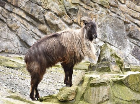 Himalayan Tahr, Hunting Ranch, Wild Goat, Kingdom Animalia, Caving, The Himalayas, Animal Posters, Himalayan, Ox