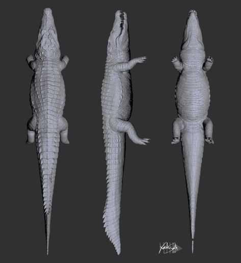 Alligator Side View, Crocodile From Above, Crocodile Anatomy, Crocodile Reference, Crocodile Sculpture, Crocodile Drawing, Crocodile Art, Crocodile Animal, Animal Funny