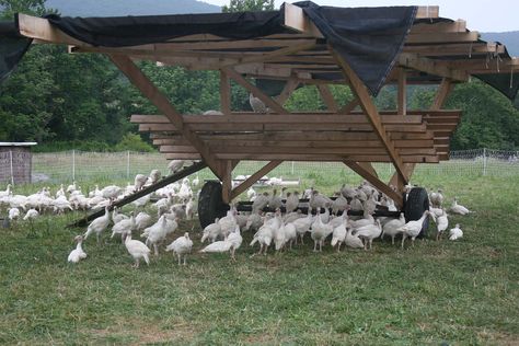 American Pastured Poultry Producers Association - Pastured Poultry Shelters and Houses Pasture Shelter, Pastured Poultry, Cattle Panels, Shelter Design, Future Farms, Stone Barns, Chicken Scratch, Nesting Boxes, Chickens Backyard