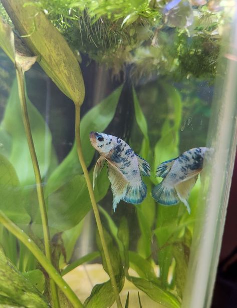 Green Betta Fish, Male Betta Fish, Blue Betta Fish Names, Blue Betta Fish Aesthetic, Blue And Red Betta Fish, Blue Marble, Betta Fish, Marble, Fish