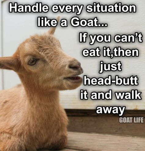 Goat Quotes, Goat Quote, Farm Jokes, Funny Goat, Goats Funny, Corny Jokes, Jokes And Riddles, Seriously Funny, Funny Animal Jokes