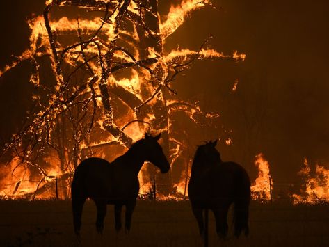 Greta Thunberg links bushfire crisis to climate change, demands immediate action | 7NEWS.com.au Pray For Turkey, Australian Bush, The Blue Mountains, Fire Service, Canberra, Blue Mountain, South Australia, South Wales, New South Wales