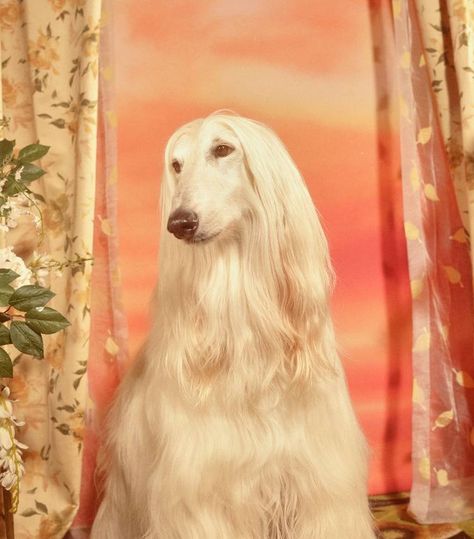 Meet the Dogs of Gucci's New Campaign | Who What Wear Gucci Campaign, A Dogs Purpose, Brussels Griffon, Afghan Hound, Dog Years, Dog Images, Hound Dog, Dog Paws, Four Legged