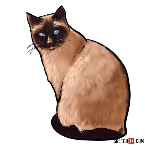 How to draw the Siamese cat Siamese Drawing, Siamese Cat Drawing, Draw Cats, Tonkinese Cat, Easy Drawing Guides, Painting Instructions, Burmese Cat, Tonkinese, Drawing Guides