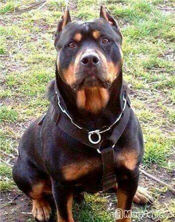 Who ever clipped his ears should be prosecuted Pitbull Mix Puppies, Pitbull Dog Breed, Rottweiler Breed, Bully Breeds Dogs, Rottweiler Love, Rottweiler Mix, Rottweiler Lovers, Dog Personality, Hybrid Dogs