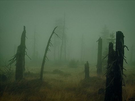 Dense forest in the northern part of Rhudaur, which consists mainly of densely growing conifers and deciduous trees, but the latter is very rare. It passes through the forest riverbed Miteytel. Butch Deloria, Lone Wanderer, Foggy Forest, Southern Gothic, Dragon Age, Middle Earth, Fallout, Dark Fantasy, Star Wars