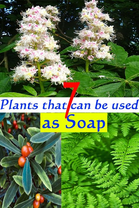 Go for an environmentally friendly approach for cleaning your home and body! Here is the list of Plants that Can be Used as Soap! Medicinal Herbs Remedies, Wall In The Living Room, Soap Plant, Useful Plants, Make Your Own Soap, Medicinal Wild Plants, Wild Foraging, Wild Food Foraging, Medicinal Herbs Garden