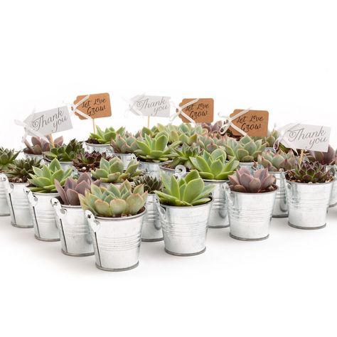 Looking for the perfect succulent wedding/event favor to give your guests. Look no further. You get everything you need with this DIY kit: the chosen quantity of plants, colored metal pails, and tags. No need to shop anywhere else with this all inclusive set. These succulents will be the hit of your event that your guests will adore. This collection is hand-picked from our CA. Licensed Nursery to make your special day is even more beautiful. Note: plants ship in their plastic contains, you trans Succulent Wedding Favors, Let Love Grow, Succulent Favors, Event Favors, Types Of Succulents, Bachelorette Party Games, Tin Metal, Succulent Wedding, Unique Wedding Favors