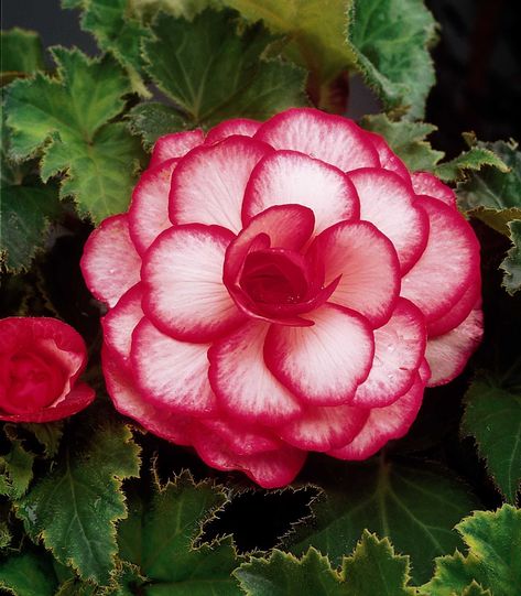 Red Perennials, Rose Like Flowers, Tomato Fertilizer, Tuberous Begonia, Daffodil Bulbs, Spring Flowering Bulbs, Rare Flowers, Bulb Flowers, Flower Seeds