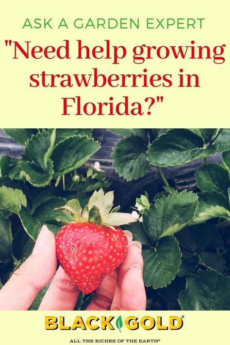 Question: I really like to grow strawberries, but it’s so difficult here in Florida. Answer: If you want to give outdoor strawberries a try, it’s all about the timing and strawberry choice... Growing Strawberries In Florida, Homesteading In Florida, When To Plant Strawberries, Growing Strawberries Indoors, Tote Gardening, Grow Strawberries, Vegetable Planting, Fruit Growing, Florida Garden