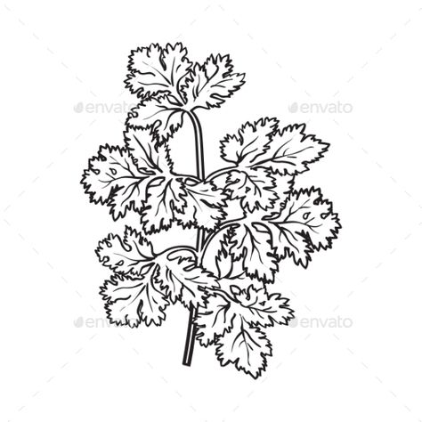 Coriander herb, cilantro, Chinese parsley leaves, sketch style vector illustration isolated on white background. Realistic hand dr Coriander Tattoo, Herb Drawings Simple, Coriander Illustration, Herb Line Art, Herb Artwork, Herb Line Drawing, Herbs Line Art, Herb Tattoo, Chef Tattoo