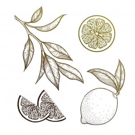 Lemon set on white | Premium Vector #Freepik #vector #food #leaf #nature #fruit Lemon Leaf Tattoo, Lemon Outline, Leaf Illustrations, Lemon Drawing, Lemon Set, Lemon Leaf, Food Tattoos, Leaf Outline, Lemon Leaves