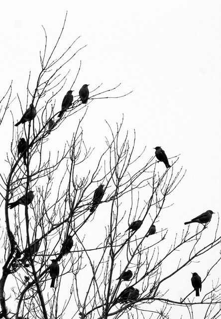 Cafe Drawings, Ethiopian Landscape, Bird Animation, Bare Trees, Sky Day, Black And White Birds, Birds In The Sky, Crow Art, Raven Art