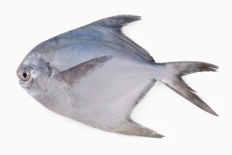 SILVER POMFRET. Isolated Silver Pomfret fish on white background #Sponsored , #PAID, #Affiliate, #POMFRET, #Silver, #white, #Isolated Paplet Fish, Pearlscale Fish, Pufferfish Photography, Pomfret Fish, Fish Photography Black And White, White Spotted Puffer Fish, Native American Tattoos, Abstract Design, White Background