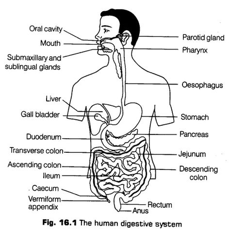 Class 11 Biology Notes Chapter 1, Class 11 Biology Notes, Class 11 Notes, Biology Class 11, Notes Biology, Class 11 Biology, Tissue Biology, Digestion And Absorption, Medical School Quotes