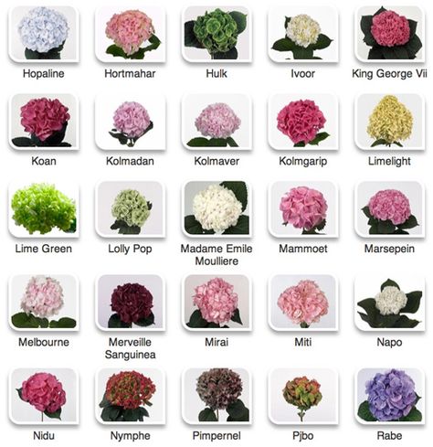 Hydrangeas by color via Hyperactive Farms Colors Of Hydrangeas, Hydragenas Garden Ideas, Hydrangea Colors Shades, Different Types Of Hydrangeas, Flower Garden Hydrangea, Hydrangea Species, Types Of Hydrangeas, Flower Identification, Flower Chart