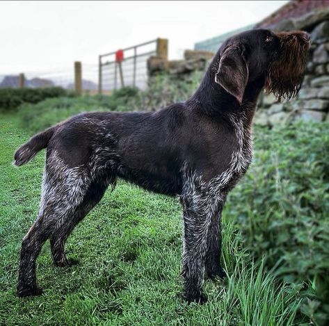 Dog Breed 👇👇👇👇👇👇 Duetch drahthaar - German wirehaired pointer @wiremoor_gundogs 🐕Django - 11 months old German Wired Hair Pointer, Types Of Dogs Breeds, Fit Dogs, All Breeds Of Dogs, German Wirehaired Pointer, Hunting Dog, Adorable Dogs, Pretty Dogs, Water Dog