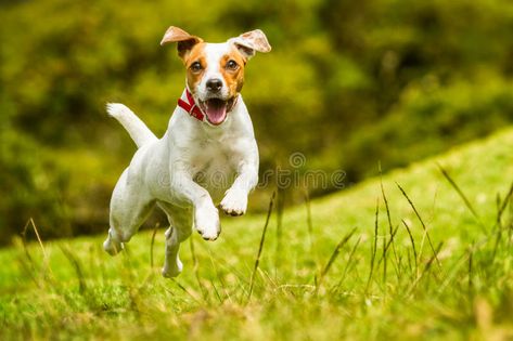 Jack Russell Parson Terrier Dog. Jack Russell Parson Terrier Running Toward The #Sponsored , #sponsored, #ad, #Russell, #Running, #Dog, #Jack Dog Instagram Captions, Dog Captions, Dog Puns, Pet Branding, Jack Terrier, Dog Instagram, Dog Running, Therapy Dog, Jack Russells