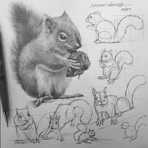 Animal Tutorial Drawing. Line And Wash Animals, Animal Tutorial Drawing, Animation Watercolor, Maus Illustration, Animal Tutorial, Painting Mood, Artist Sketching, Structural Drawing, Squirrel Art