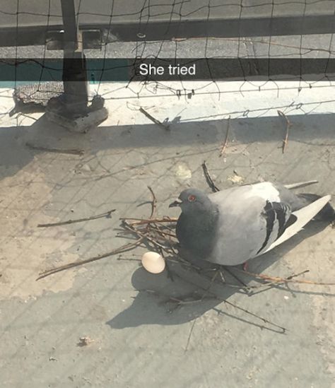 The Best Funny Pictures Of Today's Internet  #funny #pictures #photos #pics #humor #comedy #hilarious #joke #jokes #animals #bird #birds #pigeon #pigeons Bird Meme, Cute Pigeon, Funny Birds, Silly Animals, Funny Animal Memes, Cute Birds, Funny Animal Pictures, Best Funny Pictures, Animal Memes