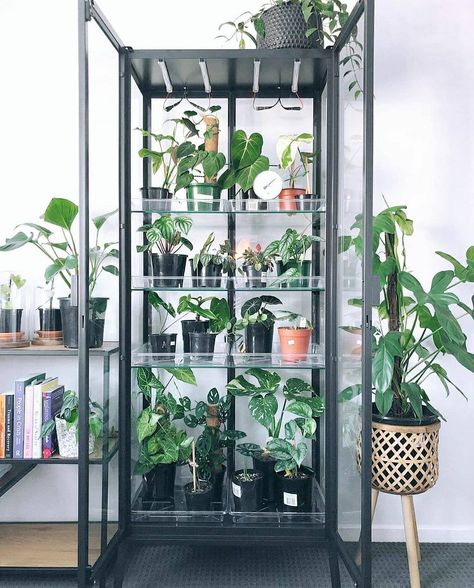 Milsbo Greenhouse, Milsbo Cabinet, Greenhouse Cabinet, Ikea Plants, Decorative Plants, Indoor Greenhouse, Plant Therapy, Diy Greenhouse, Peace Lily