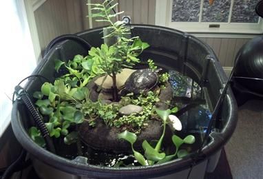 Turtle Tub, Aquatic Turtle Habitat, Island Turtle, Pond Home, Turtle Enclosure, Big Tortoise, Turtle Terrarium, Indoor Pond, Red Eared Slider Turtle