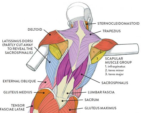 Body Muscle Anatomy, Muscles Anatomy, Human Muscle Anatomy, Muscles Of The Neck, Anatomy Images, Basic Anatomy And Physiology, Yoga Anatomy, Human Body Anatomy, Anatomy Tutorial