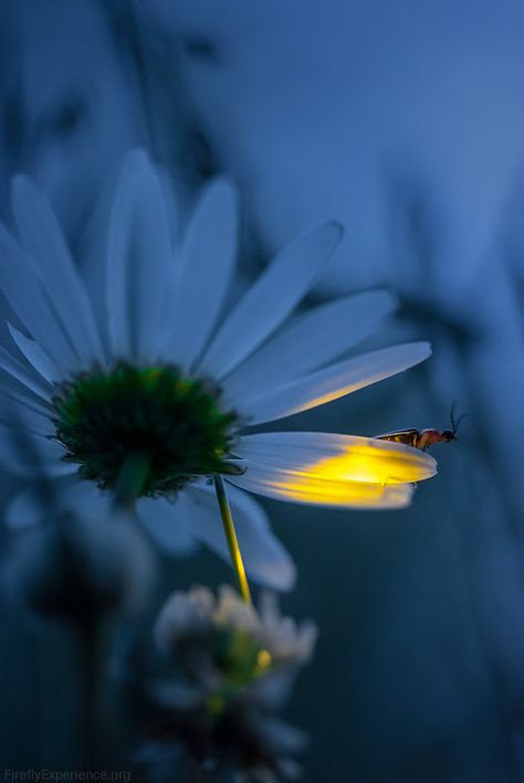 Photo from my garden. Share freely 💙🌼💙 Check out firefly prints, books, calendars #FireFlies #firefly #lightningbugs #lightningbug #fireflys Fireflies Aesthetic, Fireflies Photography, Firefly Wallpaper, Firefly Photography, Rarity Human, Lighting Bugs, Dreamy Forest, Mecca Masjid, Lightning Bugs