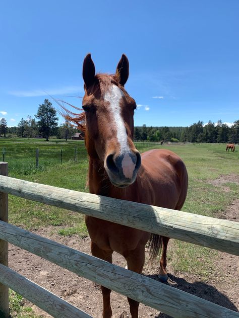 Running Photos, Farm Photo, Farm Life, Farm Animals, Dream Life, New Zealand, Cute Animals, Horses, Animals